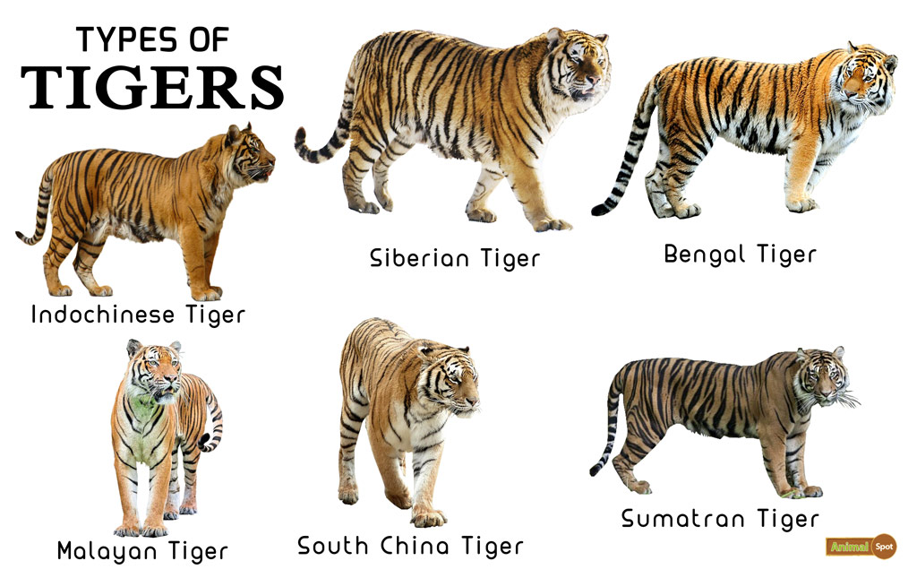 Types-of-Tigers